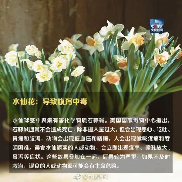 最新毒物解读与探讨，全面审视与深度剖析