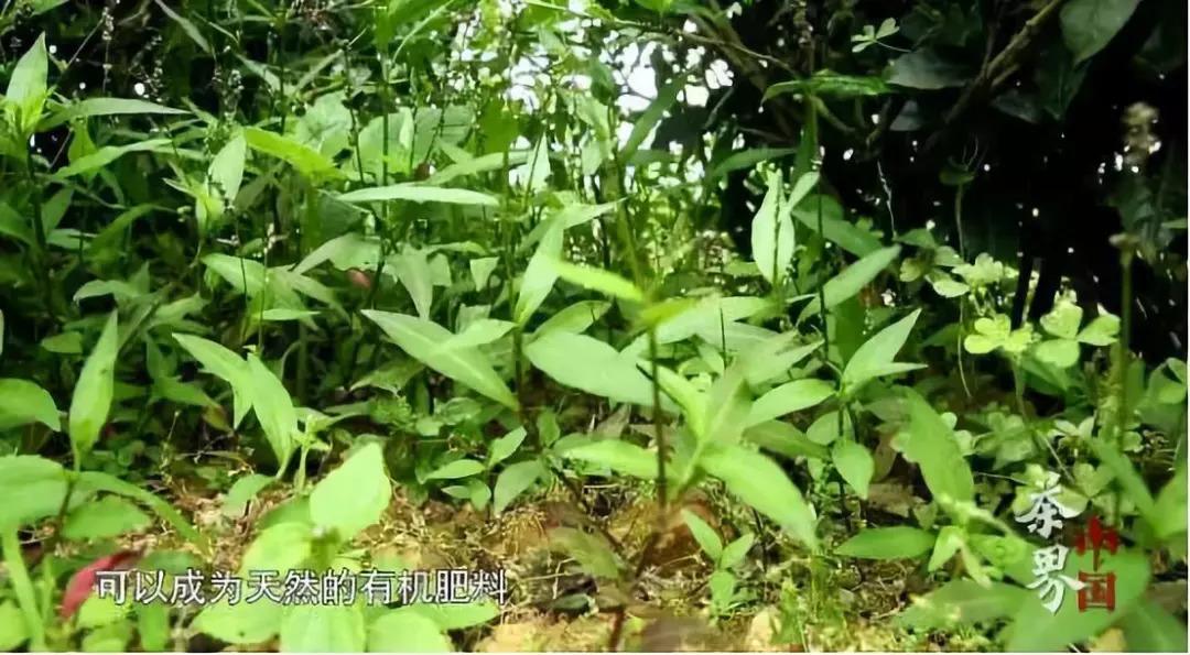 城市绿色守护者，护花夏冷守护城市绿意盎然