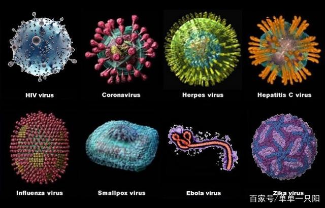 最新病毒形状的探索与深度解析
